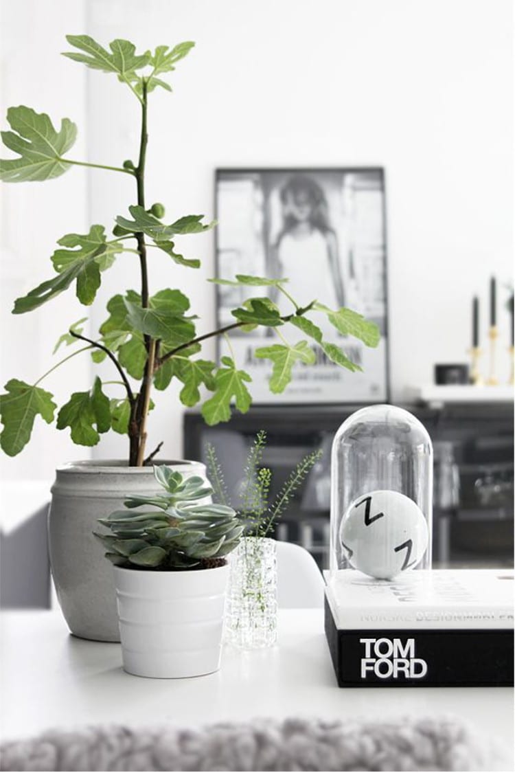 10 vijgenboom inspiratie