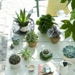 Zomerse planten inspiratie