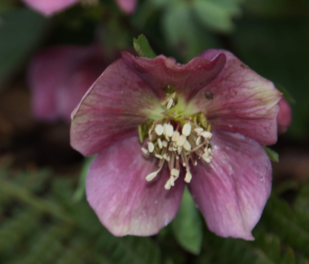 Helleborus oriëntalis