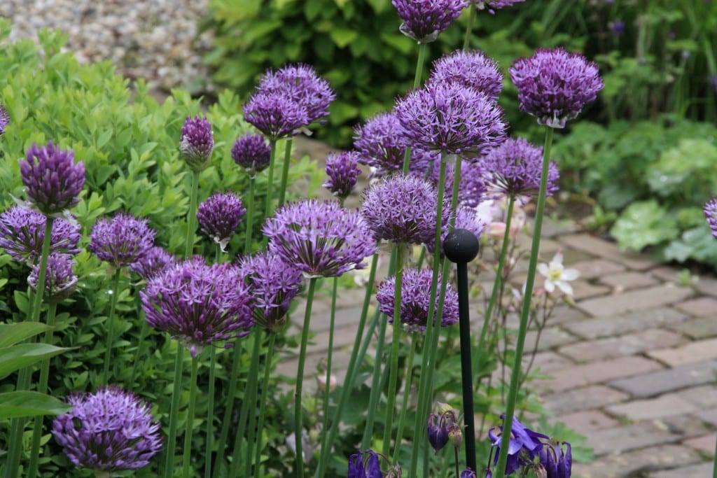 Allium Purple Sensation