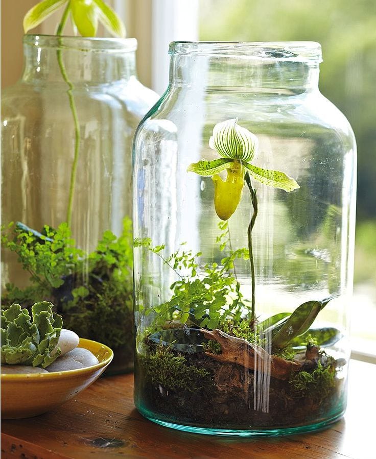 Terrarium in glazen pot