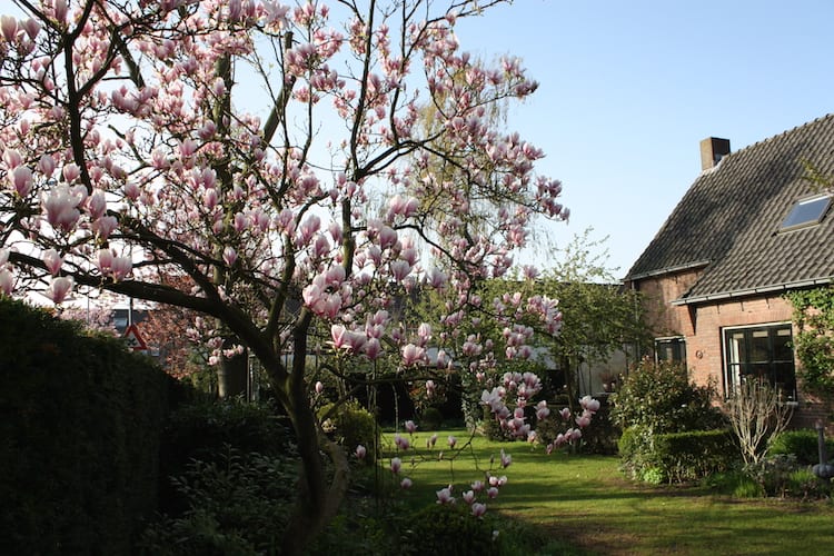 Welke Boom In De Tuin - Welke bomen in bakken - Potplanten buiten