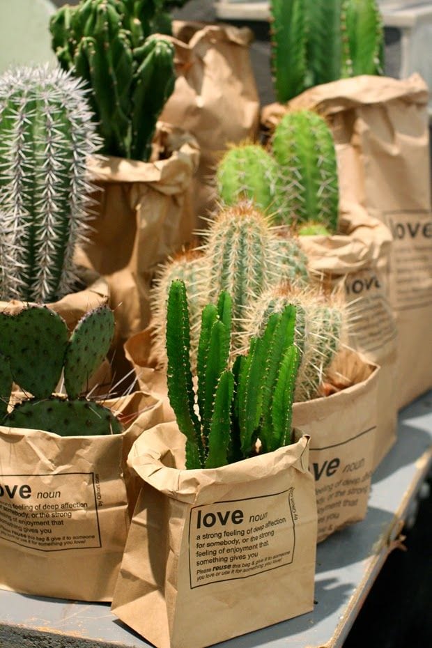 Cactussen in paperbag