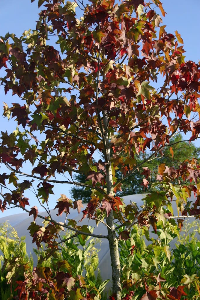 Bomen met herfstkleur