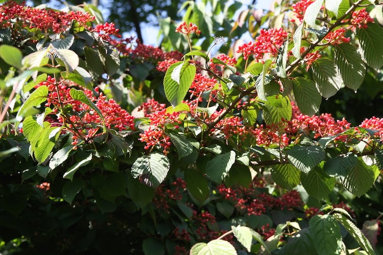 viburnum shasta heester met bessen