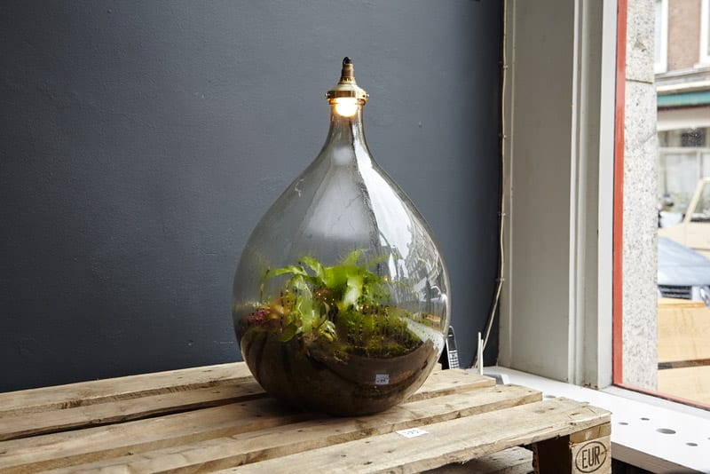 Terrarium spruitje