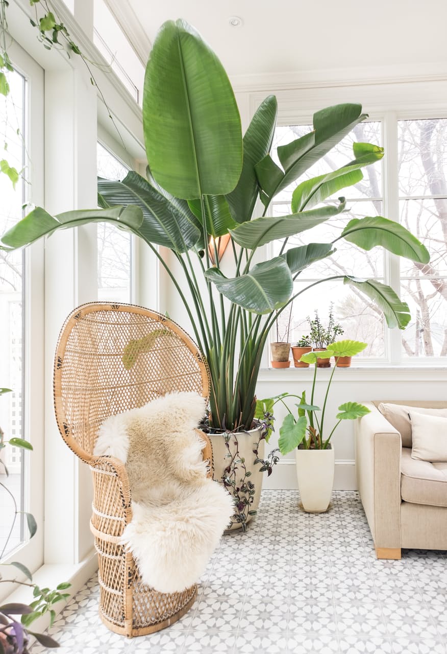 De hipste kamerplanten op een rij - Woontrendz