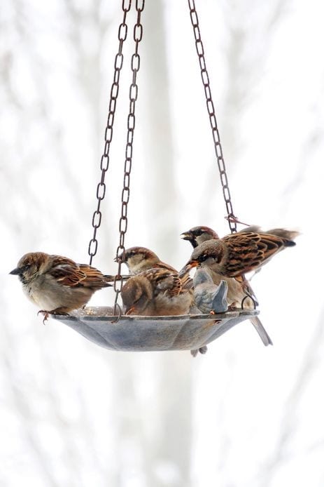 Vogel voederbak hangend