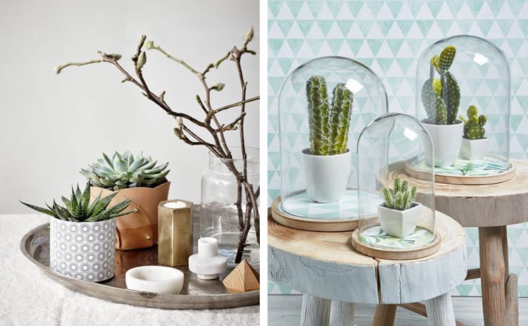 Woonkamer accessoires cactussen