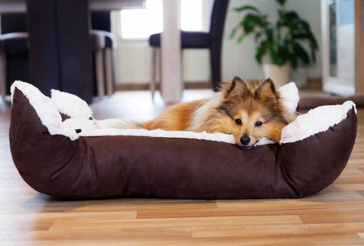 Hond op hondenkussen