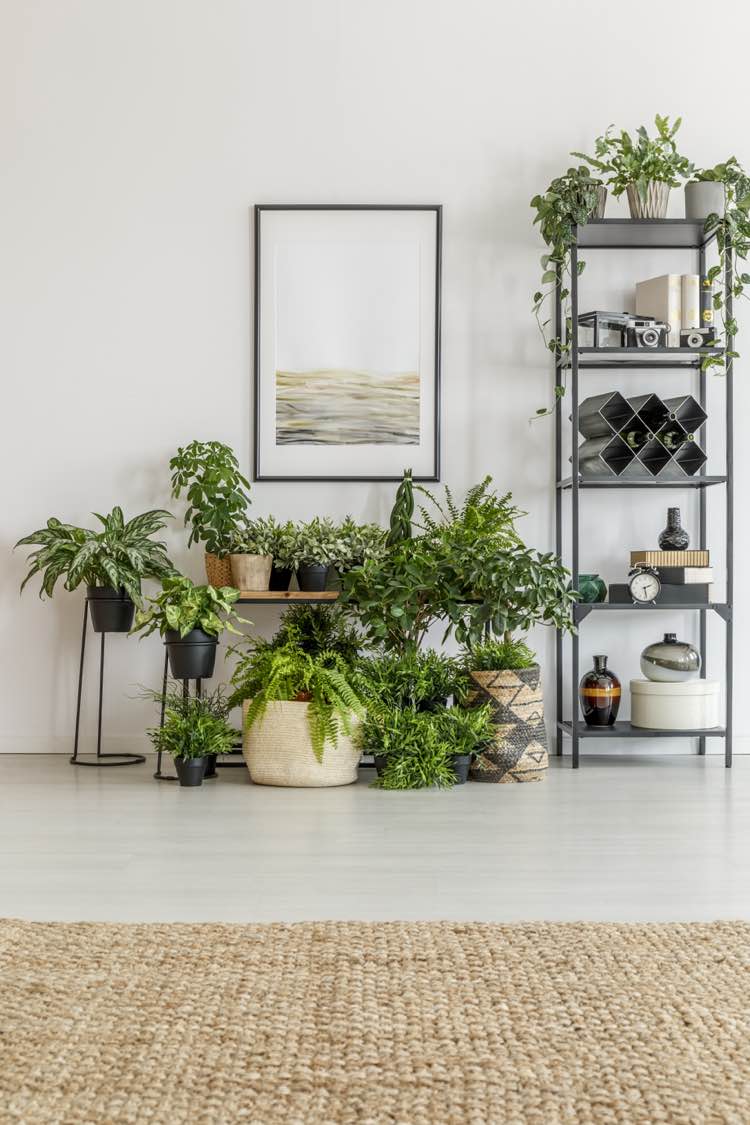 Veel planten in huis