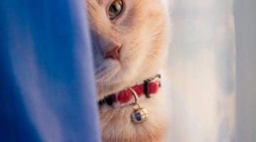 De kat in de gordijnen, wat doe je eraan?